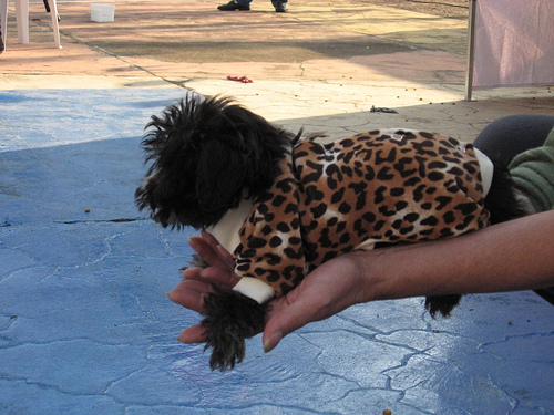 Desfile Lurpex - Oncinha