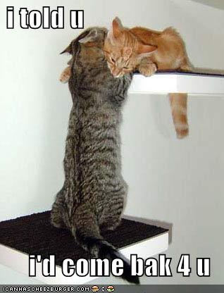 funny-pictures-cat-has-come-back-for-his-love cat