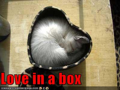 funny pictures of cats with captions